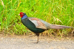身近にいる野鳥CDLXXVIII！