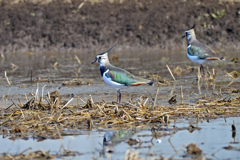 身近にいる野鳥XXVII！