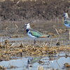 身近にいる野鳥XXVII！