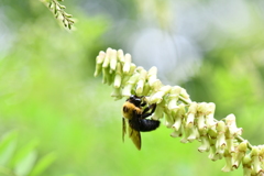 虫・昆虫と花CXLVI！