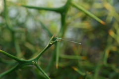 里山のトンボCCCLXIX！