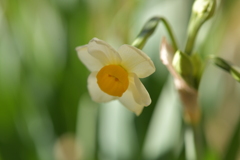 季節の花MDXXXVIII！