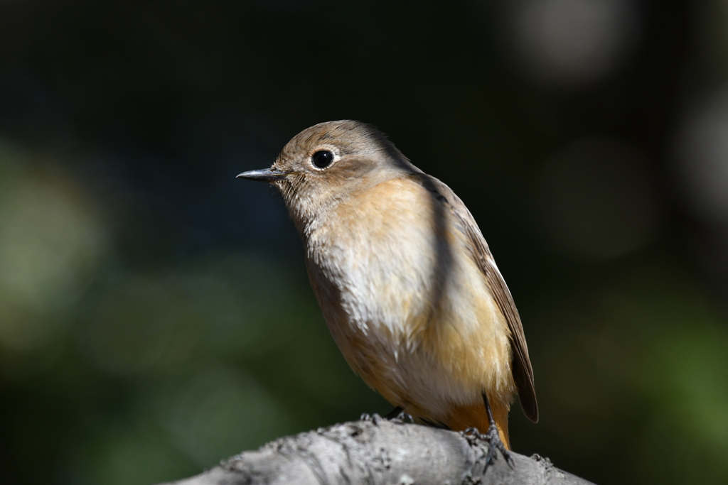 身近にいる野鳥CCCXXXII！