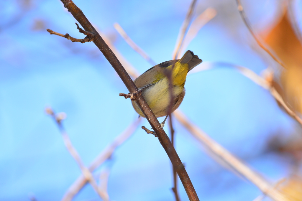 身近にいる野鳥CCXLIII！