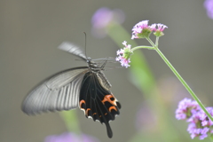 花と蝶II-LXXXV！