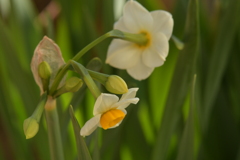 季節の花DXLII！