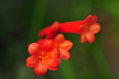季節の花CCCXXVI！
