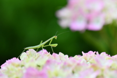 虫・昆虫と花XC！