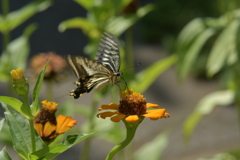 花と蝶II-CVIII！