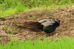 身近にいる野鳥CDLVII！