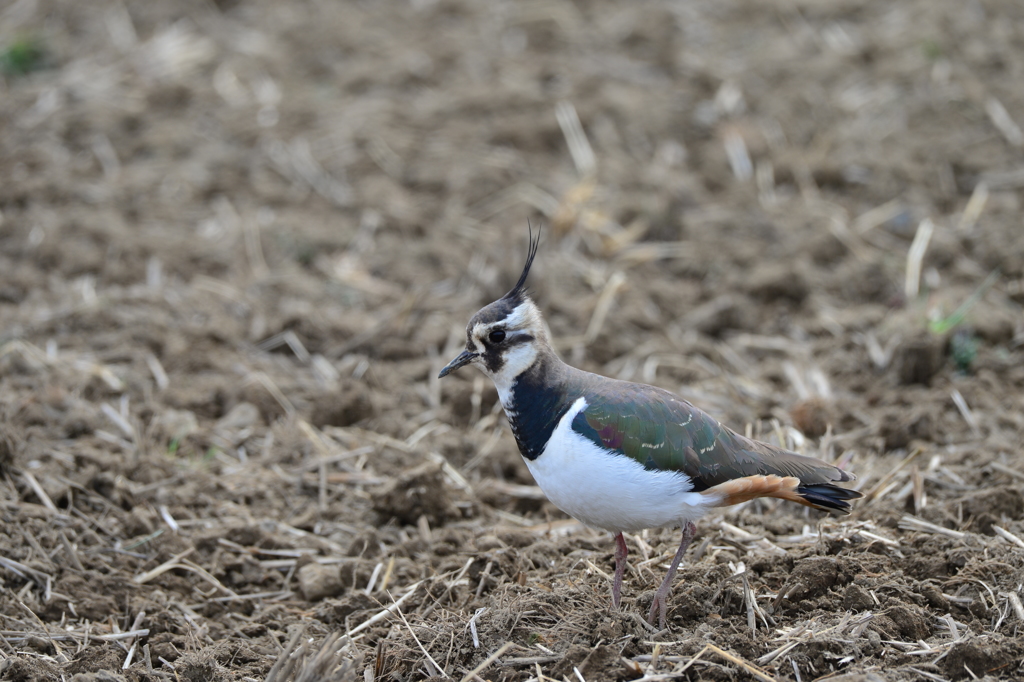 身近にいる野鳥XXXV！