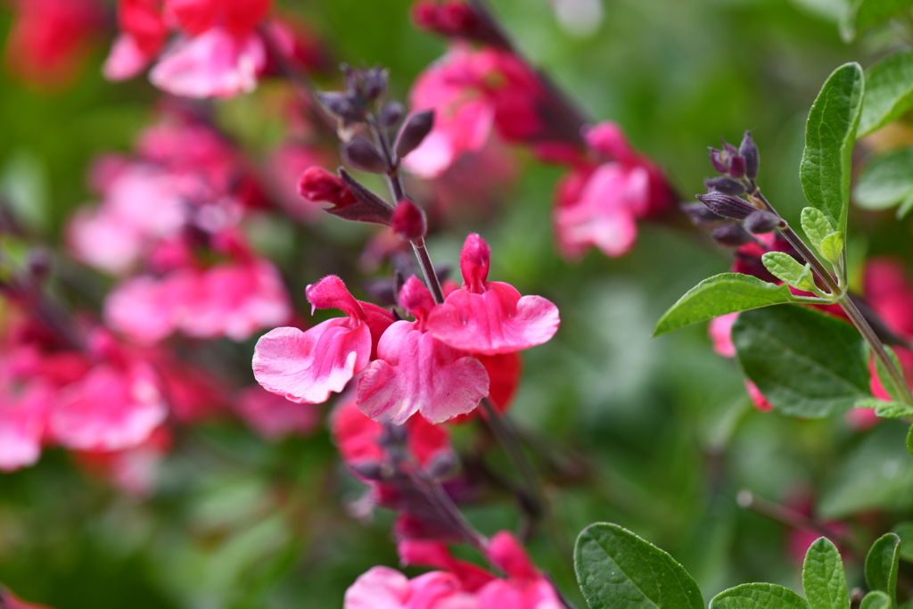 季節の花DCCXXXVII！
