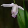 季節の花MCCLXXI！