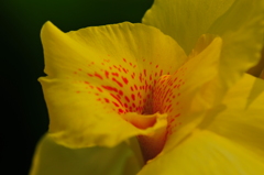季節の花CCXXI！