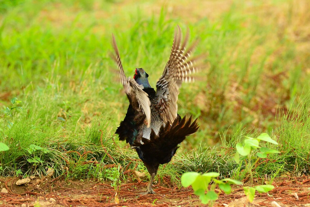 身近にいる野鳥DVII！