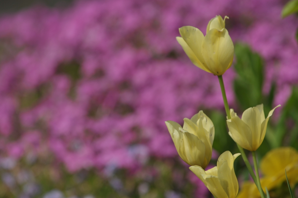 季節の花CMXLIII！