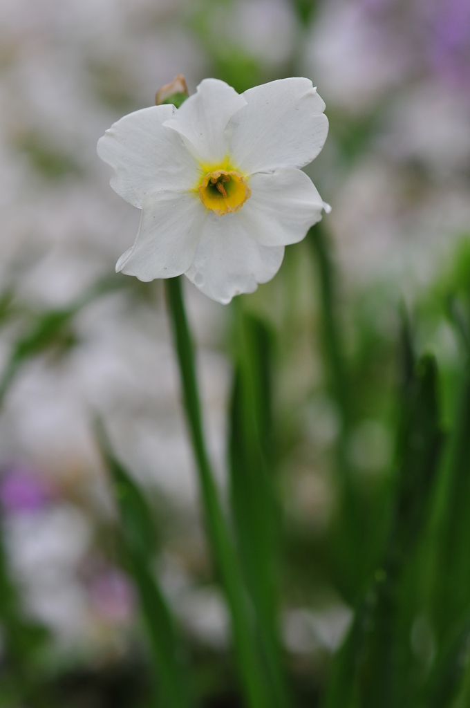 季節の花CLVII！