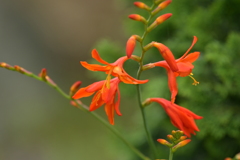 季節の花MCDXCVIII！
