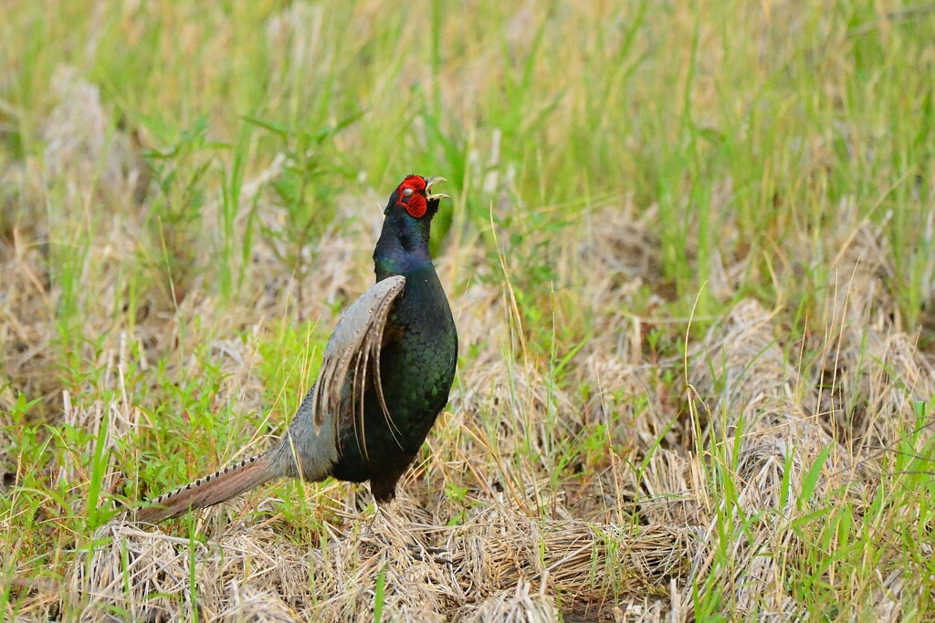 身近にいる野鳥CDLXXXVIII！