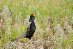 身近にいる野鳥CDLXXXVIII！