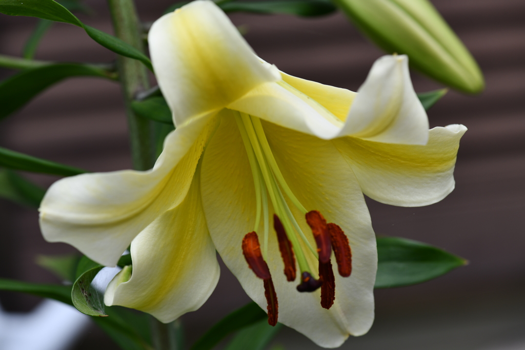 季節の花CXCVIII！