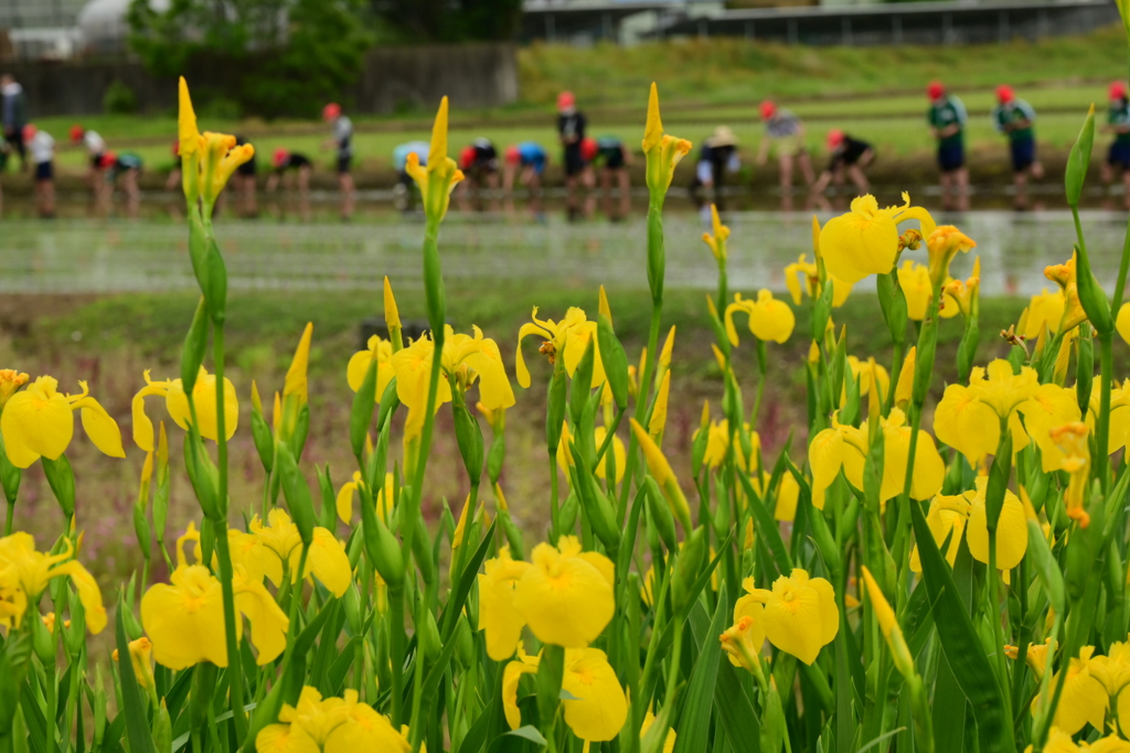 季節の花CMLXXXIV！