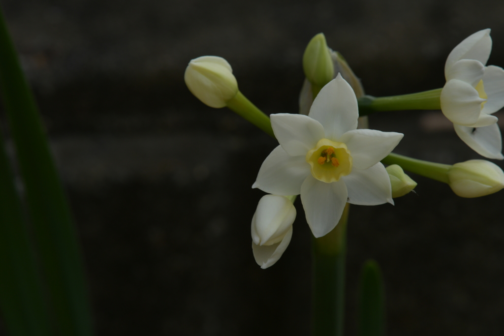 季節の花MCLXX！