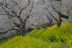 薫りの花道！