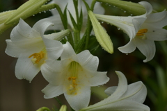季節の花MCDLXXXIII！