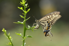 里山の蝶CDXXIV！