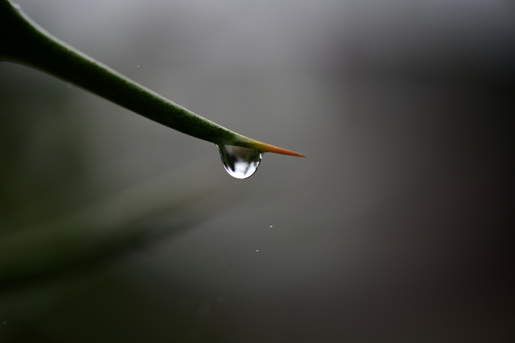 季節の花CCXIV！