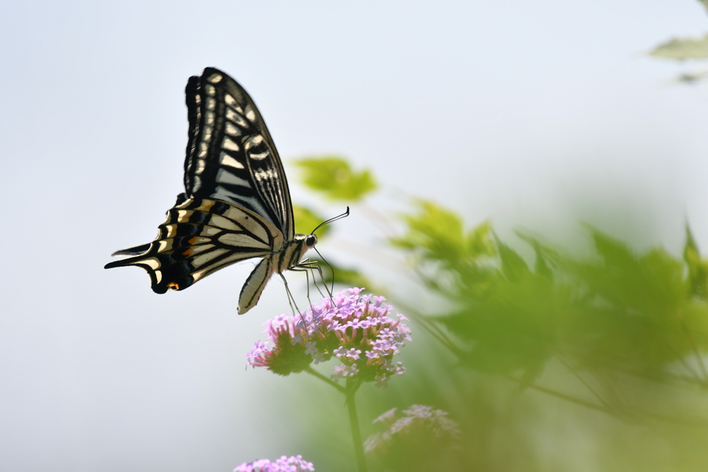 花と蝶MCCXXIII！