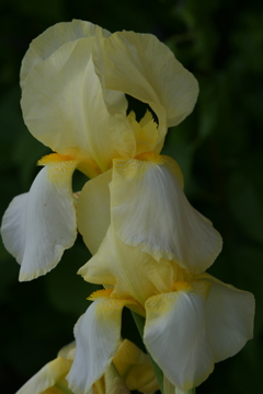 季節の花MCDLXII！
