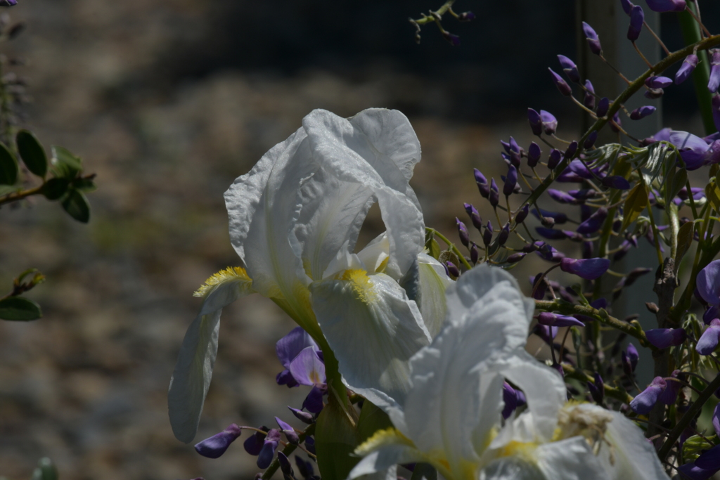 季節の花MCCXXXVII！