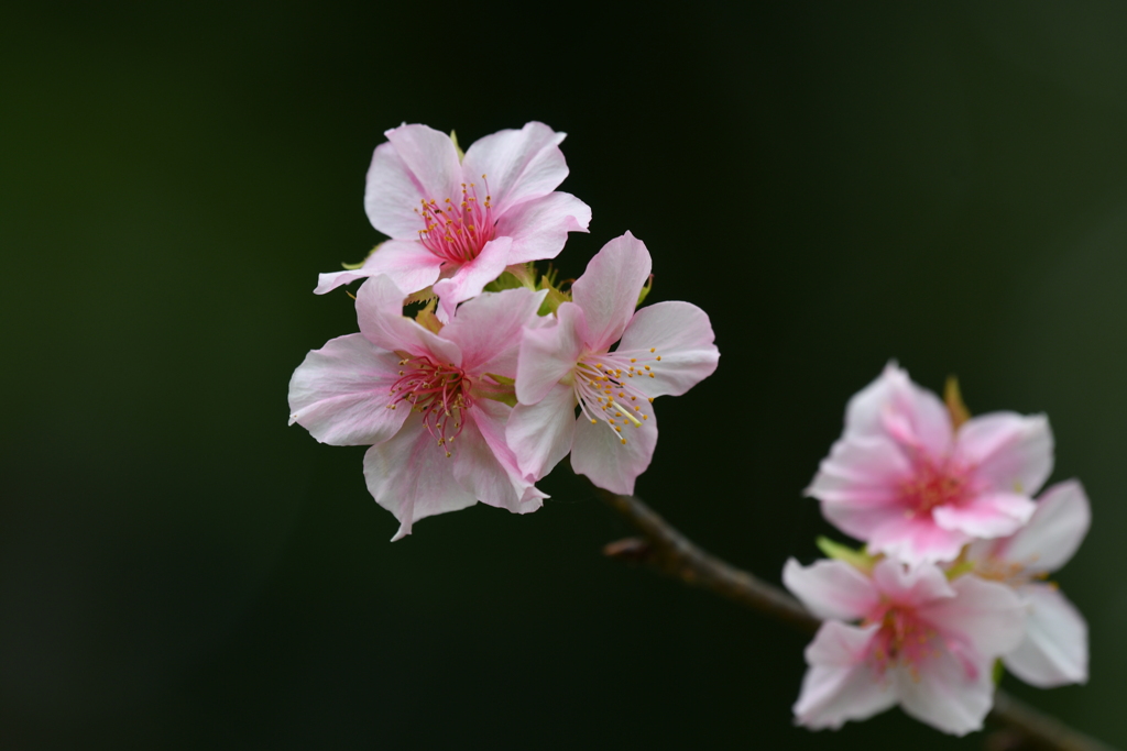 季節の花DXXXI！