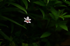 季節の花CDLVIII！