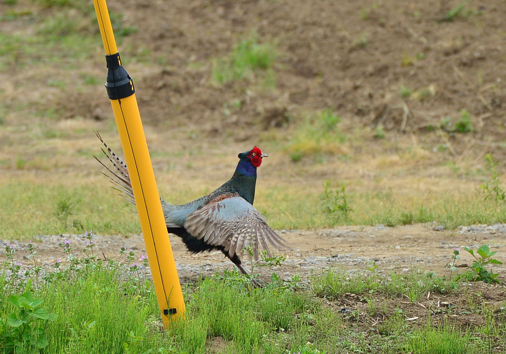 身近にいる野鳥CCCLXVI！