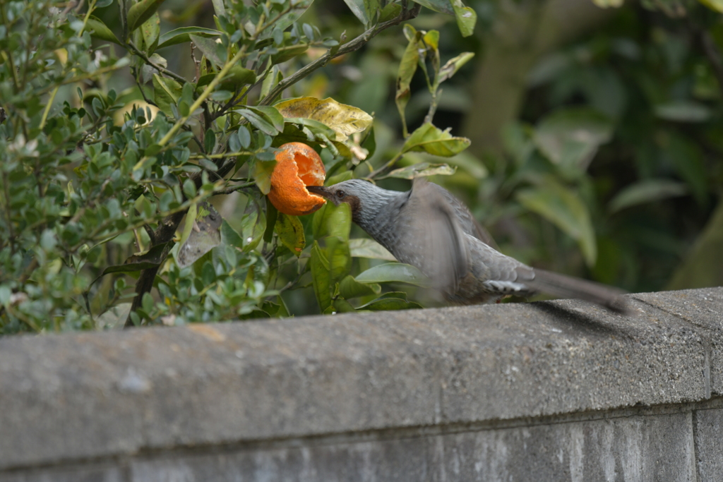 身近にいる野鳥CCCXLIX！