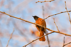 里山の野鳥XC！