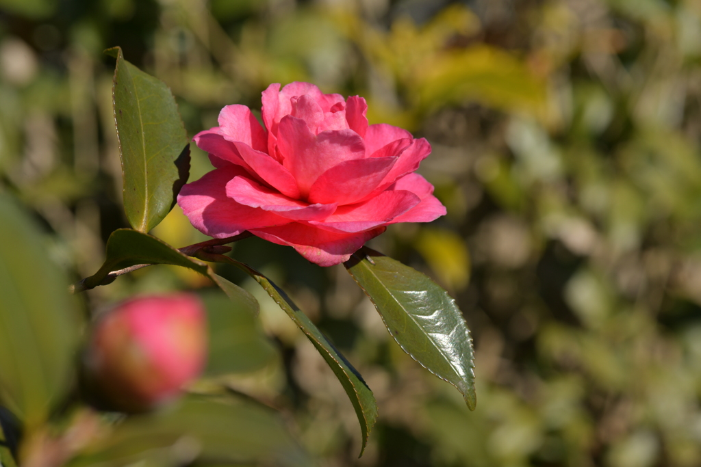 季節の花MDXXXVI！