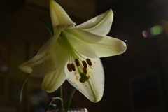 季節の花MDXXV！