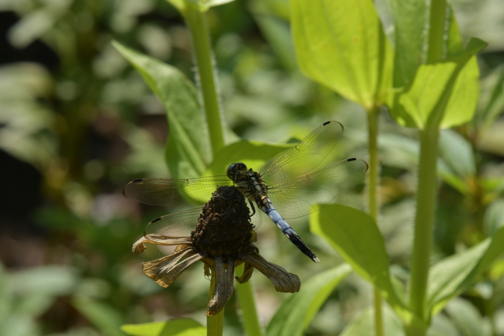 里山のトンボCCCLXVIII！