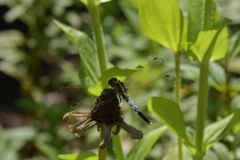 里山のトンボCCCLXVIII！