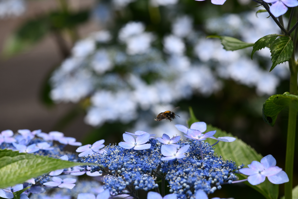 虫・昆虫と花XCIII！