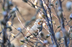 身近にいる野鳥LXXVII！