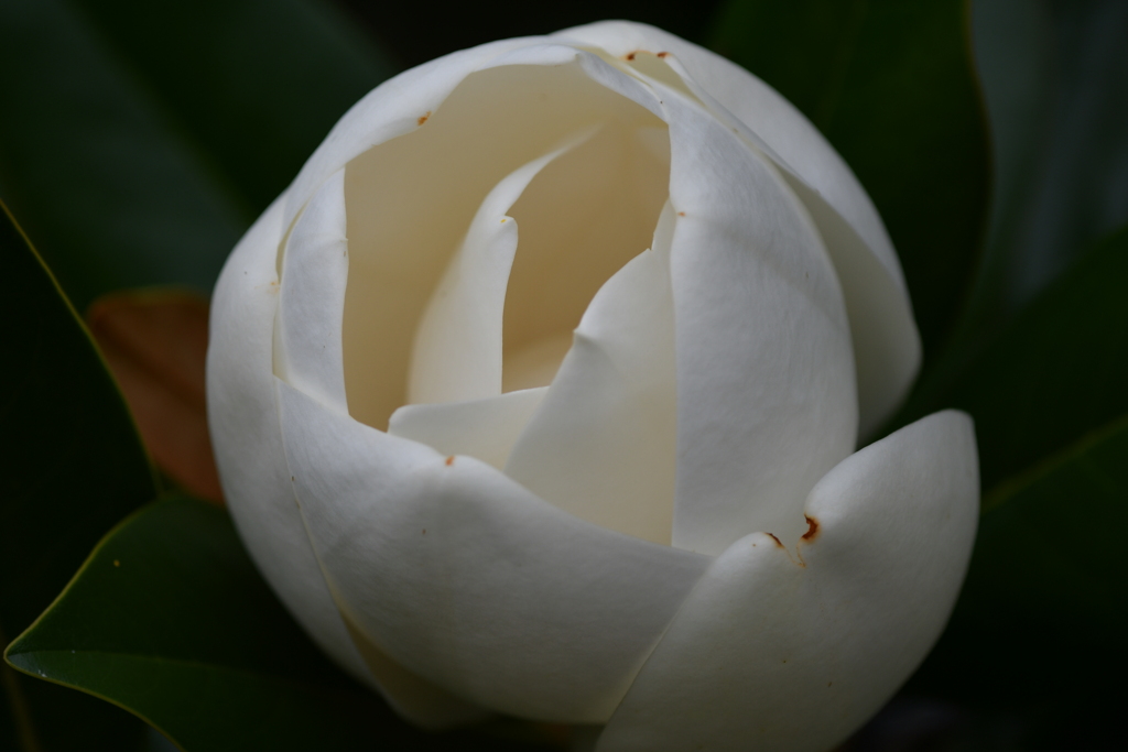 季節の花CCIX！