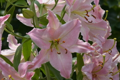 季節の花MXVIII！