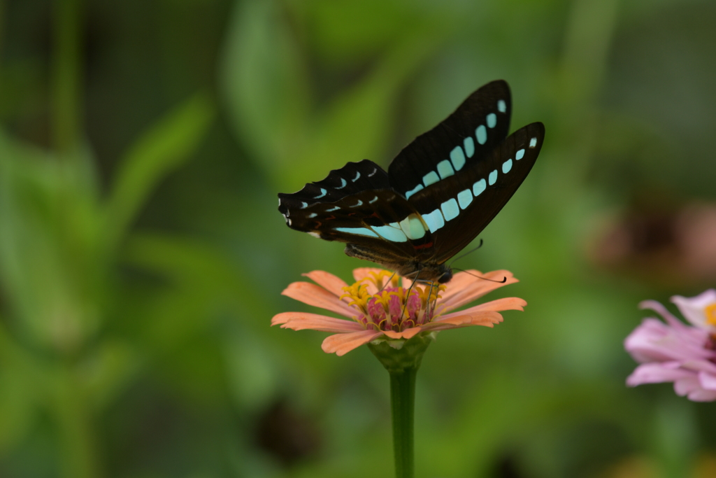 花と蝶MMMCLXXIX！