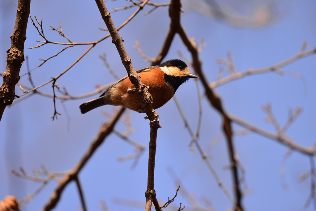 里山の野鳥LVIII！