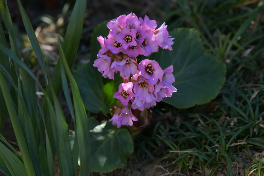 季節の花MCDV！